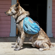 Illustration for article titled Adventure Tested: Ruffwear Approach Dog Pack